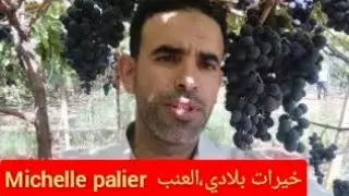 خيرات بلادي: العنب الاسود أو Michelle palier في مكناس🍇🍇 19/9/2021 🍇🍇🍇