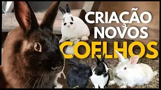 Raça, cor e comportamento: conheça os novos coelhos que chegaram ao sítio e como estão se adaptando 