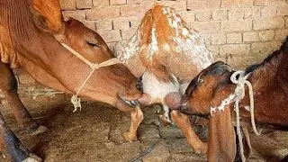 Cow Enjoying Goat Milk With Baby Goat New Video 🐐🐂