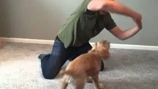 Cocker Spaniel Tricks