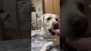 Хрумкає як кролик☺️ #лабрадор #собака #суперсобака #милота #любовь #labrador