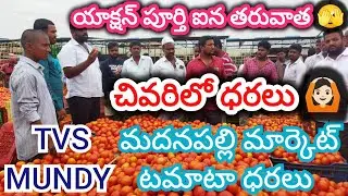 29/01/26 Madanapalle Tomato Market Price Today || Today Tomato Market Rate In Madanapalle #today