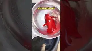 #bettafish baby growth stages 🐠 till getting adult #bettabreeder #bettabreeding #betta #aquariumfish