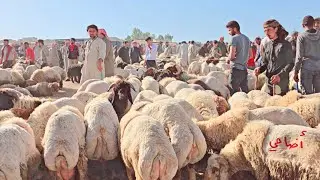 8_ 6 سوق و أسعار الأضاحي _ إدلب شمال سوريا _ بشمارون شاهد حركة البيع والشراء قبيل عيد الأضحى المبارك