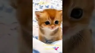 cute kitten 🥰 kitto cat  #kitto cat 💕 #fumny  #shorts