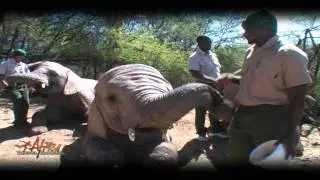 Elephant Sanctuary at Buffelsdrift Game Lodge South Africa - Visit Africa Travel Channel