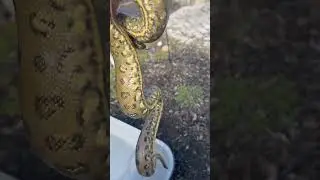 Anacondas are naturally potty trained #snakes #reptiles