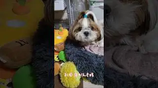 それゆけ!!がんも様 お昼寝がんも様 勇者 飛竜頭６才♂ #犬 #シーズー #もふもふ #かわいい #わんこ #dog #がんも #赤い彗星