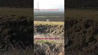 #caccia #birds #nature #waterfowl #hunting #duck #duckhunting #anatra #cacciaalleanatre #birdsounds