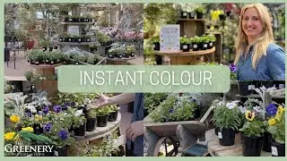 Add Instant Colour To Any Garden | The Greenery Garden & Home