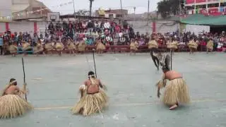 Carapachos de Tingo Maria - santa rosa 6094