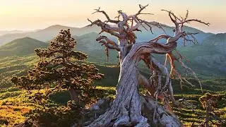 I Signori degli Alberi: viaggio tra i giganti della natura