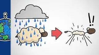 Why Don&rsquo;t Sheep Shrink In The Rain?