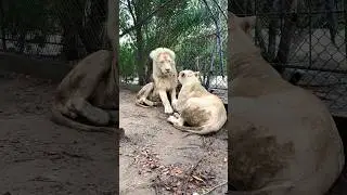 Lions and lioness 🦁 in Rain #shorts #lion #lionroaring