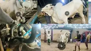 ALL COLLECTION OF PATHAN CATTLE FARM | GOLBARI FOR 2024 | BEAUTIFUL COW | OX | BULL.
