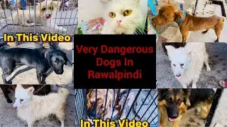 Very Dangerous Dogs In Rawalpindi😱High Quality Dogs In College Road Rawalpindi