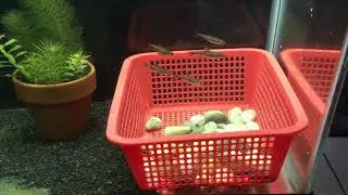 Basket set up for rainbow shiner breeding