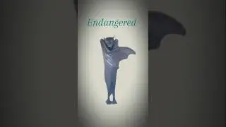 Largest bat in the world #facts #phlippines #animals #asia #fypyoutube