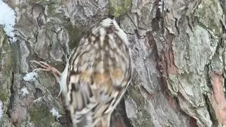 Птицы России. Бёрдвотчинг. Birdwatching. Пищуха поздравляет Всех с Наступающим Новым годом!
