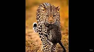 Sri lankan leopard at Yala ❤️