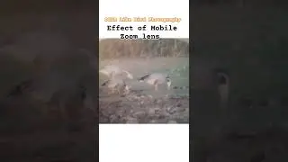 Bird Photography from Mobile | Apexel 60X zoom lens | Bar-headed goose #shorts #trending #viralvideo