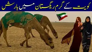 Desert Life | Desert Camel | Rain in Desert| Kuwait Desert Life 🇰🇼