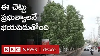 Conocarpus: నర్సరీలు పెట్టి పెంచిన ఈ మొక్క ఇప్పుడు ప్రభుత్వాలను ఎందుకు భయపెడుతోంది? | BBC Telugu