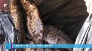 &laquo;Вимба&raquo; прыгает через &laquo;румбу&raquo;