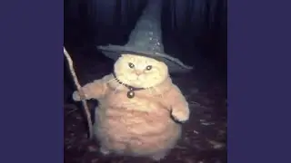 magical cat wizard