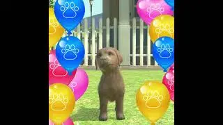 with My DOG -犬とくらそう- 【ラブラドールレトリバー 】 #shorts