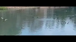 ASMR. ￼They&rsquo;re fast. These ducks are having a good time. Landing in the water and making sounds.￼