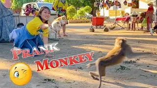 Fake Tiger Prank Monkey So Funny in 2020 Clip 3