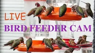 LIVE Hummingbird Cam: The Cutest Nature Feeders! San Diego, CA