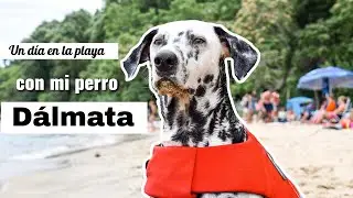 Un d&iacute;a en la playa con mi perro d&aacute;lmata [Lo que debes saber cuando vamos con tu perro a la playa]