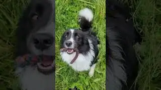 Bringzel dog- SAR dogs training / Робота пошукової собаки на Брингзель