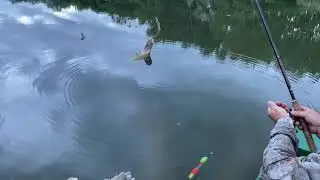 Alcsi Holt-Tisza 🎥🐠 Süllőzés, mártogatva! Váratlan vendéggel..🤨🥴