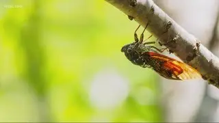 Cicadas | Why you shouldn't wrap your trees