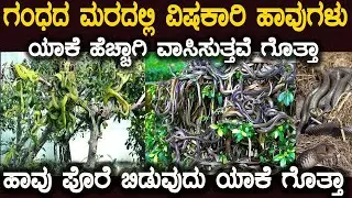 ಹಾವುಗಳು ಗಂಧದ ಮರದಲ್ಲಿ ಯಾಕೆ ಹೆಚ್ಚಾಗಿ ವಾಸಿಸುತ್ತವೆ ಗೊತ್ತಾ Snake On Sandalwood Tree #KannadaTechForYou