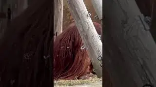 One of the most intelligent primates&hellip;the orangutan! #shorts #orangutan #intelligentanimals #primate