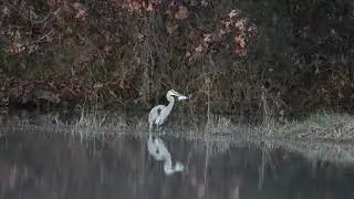 Great Blue Heron Lost A Crappie