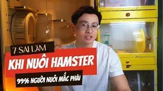 Những sai lầm khi mới nuôi hamster và người mới nuôi hay mắc phải