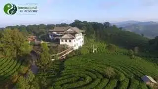 ITA Certified Tea Sommelier Professional Training