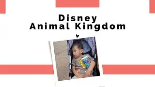 Animal Kingdom, Disney Springs e Rainforest Caf&eacute; - EP11