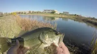 Booyah Blade Spinnerbait Bass Fishing in Late Fall
