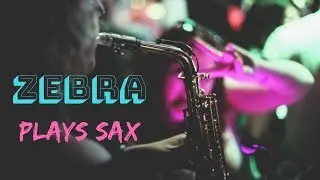 Zebra Plays Saxophone // Ibiza Style Saxophone Player For Hire At Warble Entertainment