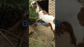 animal video #goat #goat farm #animal zone pk #goat meeting #mai paltu goat