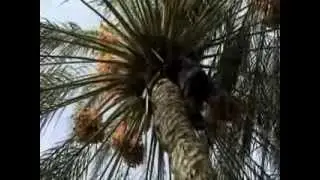 L'oasis de Chenini (Gab&egrave;s): Un patrimoine naturel mondial en p&eacute;ril