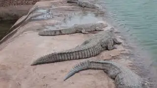 Crocoparc Agadir Jardin botanique et parc animalier Thrilling Adventure Among the Fiercest Reptiles