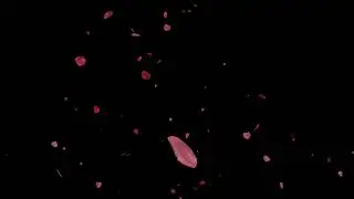 [1 Hour] Black screen ROSE PETALS falling in 4k. Rose petals wedding video effect in 4k.