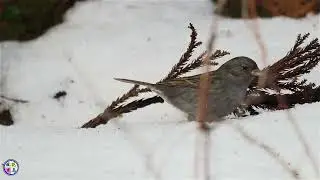 野鳥動画　いつものお山で久し振りにクロジ